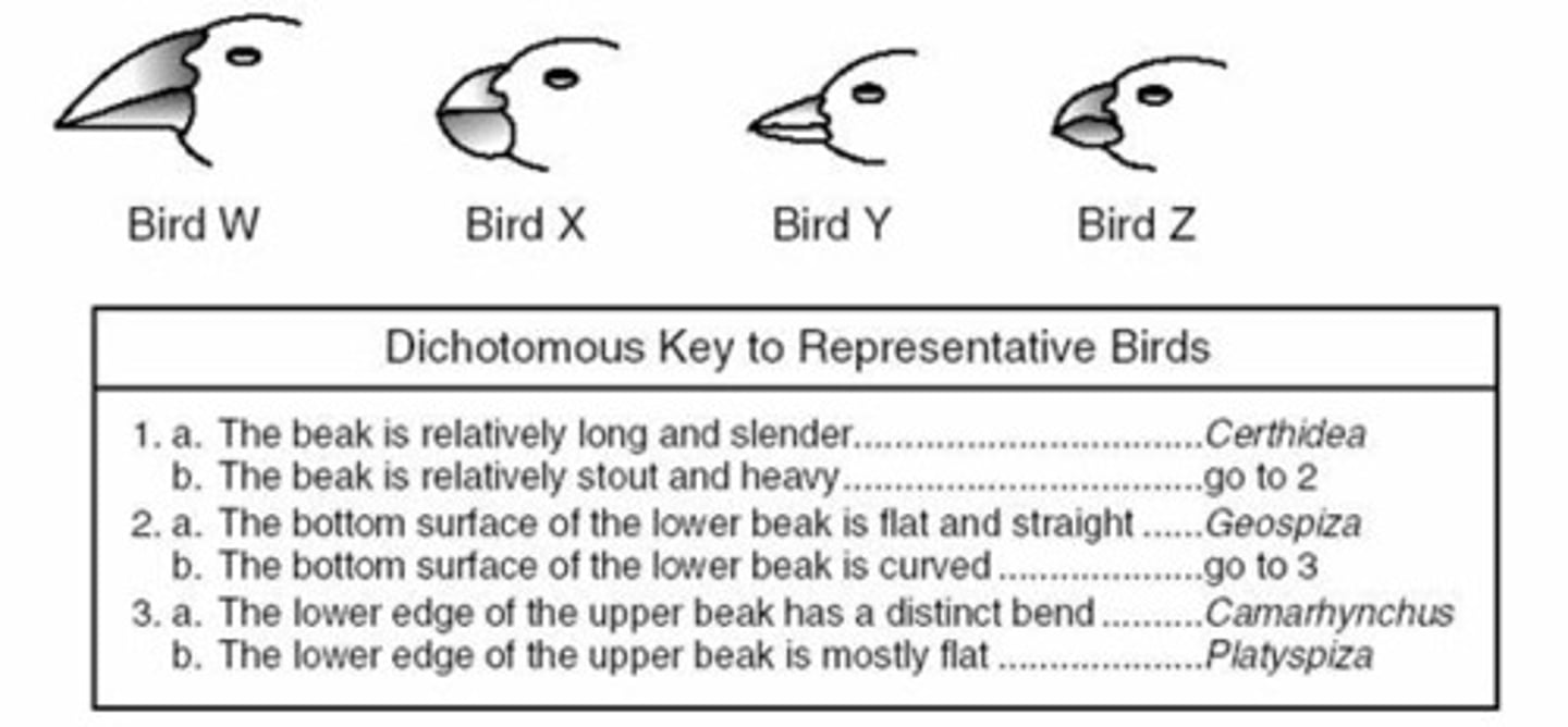 <p>a key for the identification of organisms based on a series of choices between alternative characters</p>