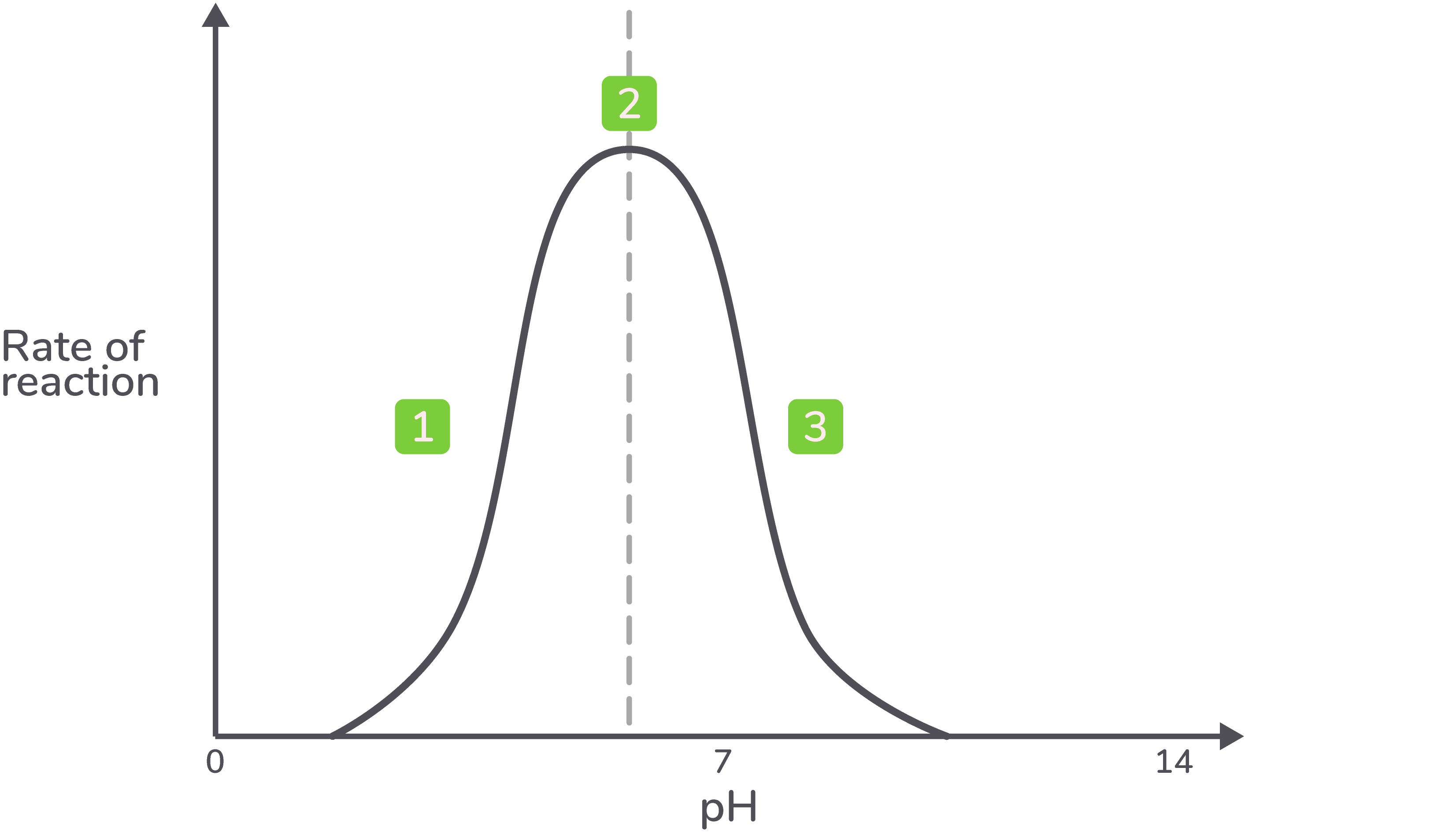 <ol><li><p><strong>Below the optimum pH, the rate of reaction is low or zero.</strong></p></li><li><p><strong>The maximum rate of reaction is reached at the optimum pH.</strong></p></li><li><p><strong>Above the optimum pH, the rate of reaction is low or zero.&nbsp;</strong></p></li></ol><p></p>