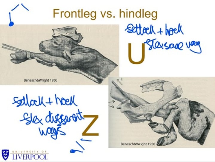 <p><strong>Front</strong></p><p>fetlock and hock flex same way (U)</p><p><strong>Hindleg</strong></p><p>fetlock and hock flex different ways</p>