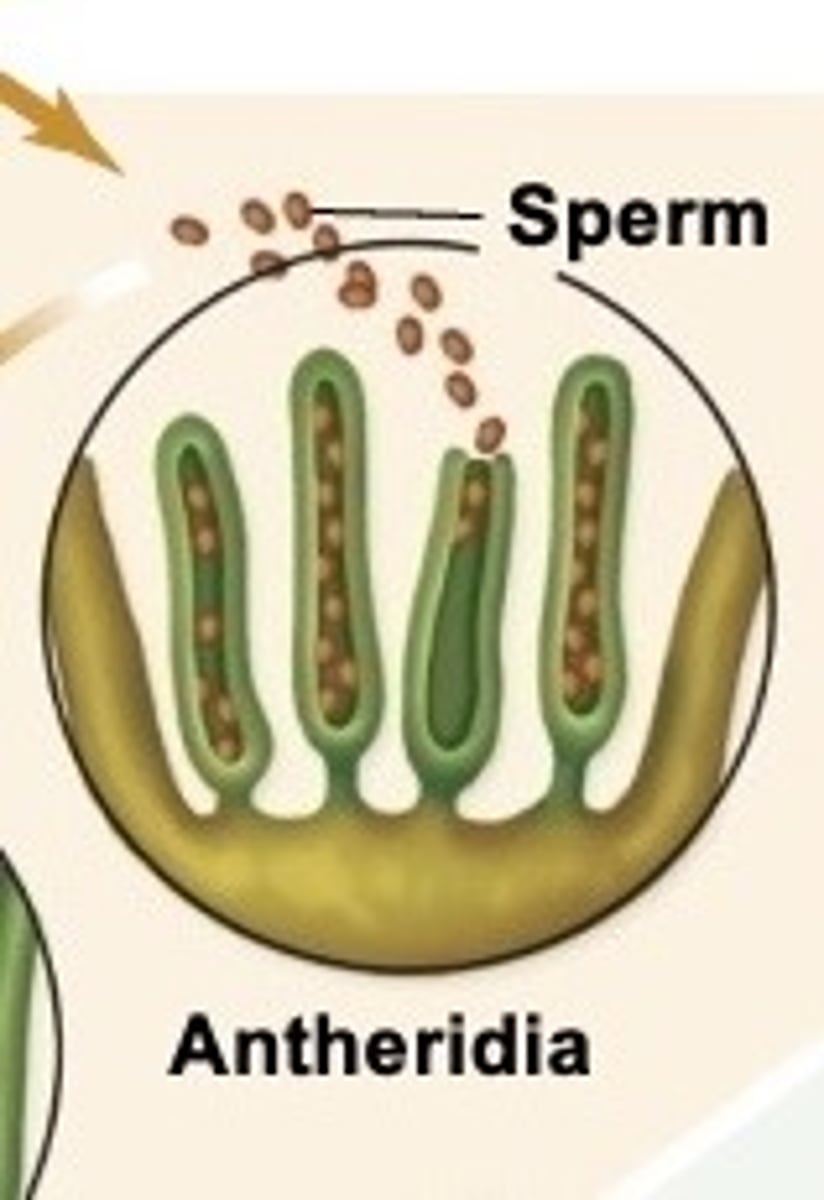 <p>Antheridia - contains the sperm</p>