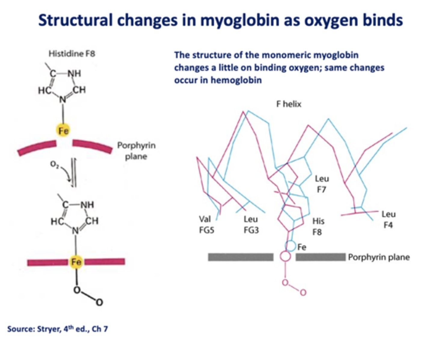 <p>oxygen</p>
