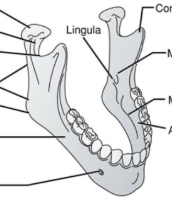 <p>appears u-shaped, largest and strongest facial bone, and contributes to speech, 1 of them</p><p>houses and supports lower teeth, forms point of attachment for tongue and other musculature, and minimal jaw movement during speech</p>