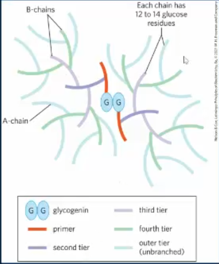 <p>glycogen is stored as large granules in the cytosol and these granules consist of highly branched polymers of glucose. Each chain consists of 12-14 glucose residues linked by alpha (1-4) linkages. At a 5th or 6th glucose residue, there is a branch point where 2 chains are linked by an alpha (1-6) linkage. Each chain usually has 2 branches </p>