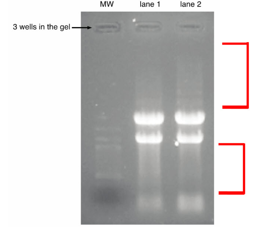 <p>What kind of RNA is indicated by the brackets?</p>