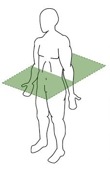 <p>runs <strong>parallel to the ground</strong>, dividing the body into superior and inferior portions</p>