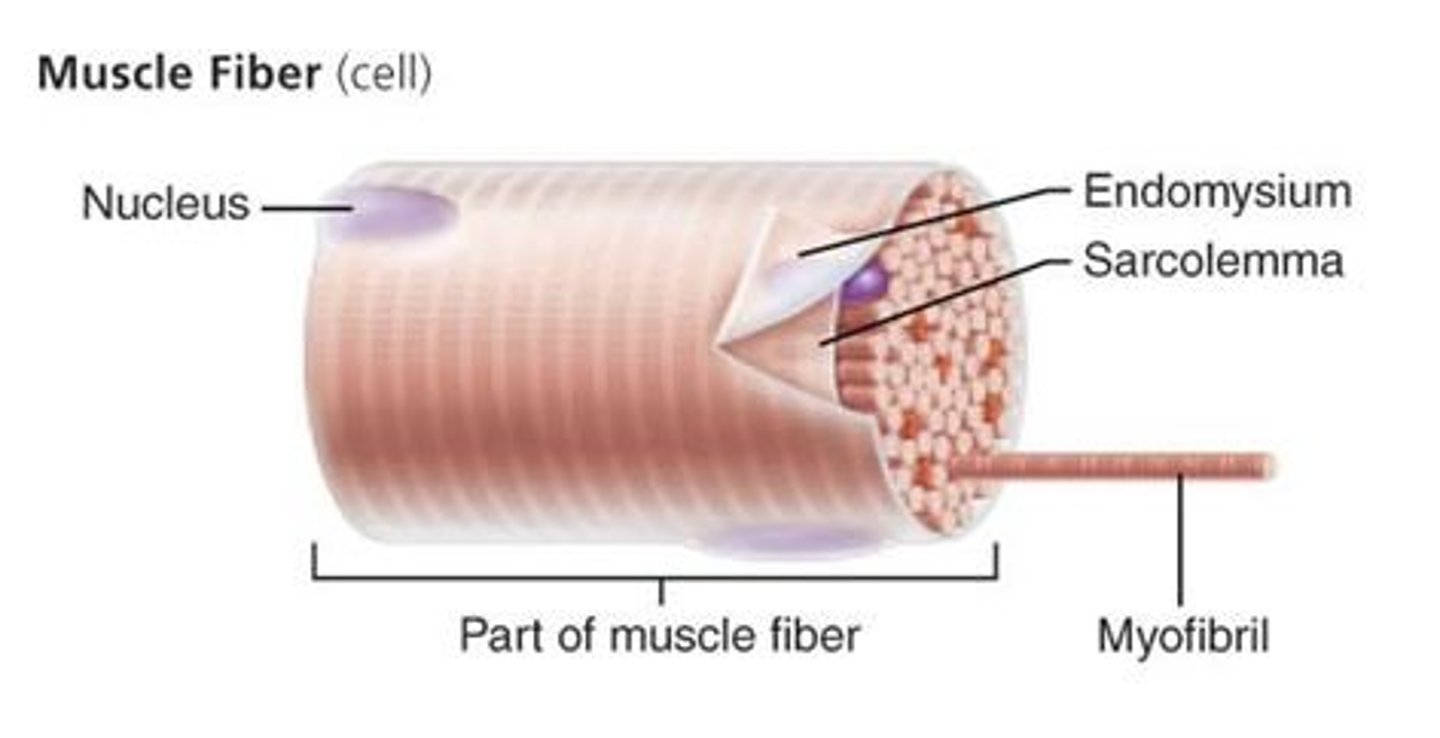<p>a thin layer of connective tissue that surrounds each muscle fiber</p>