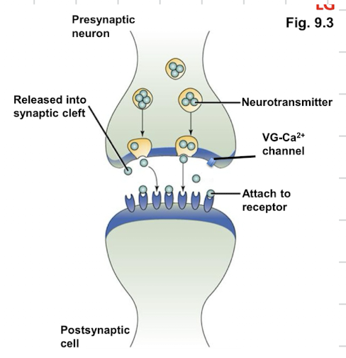 <p>Chemical transmission</p>