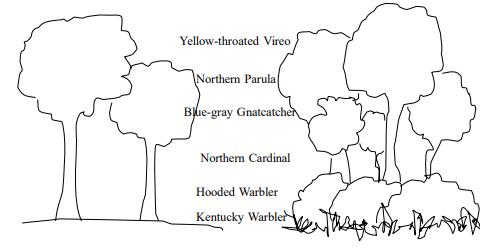 Vertical Structure and Birds