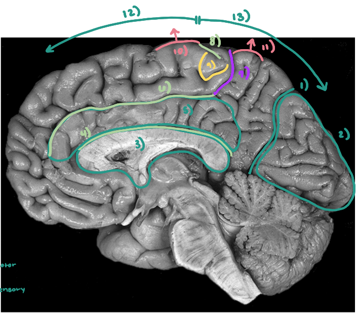 <p>What is number 13?</p>