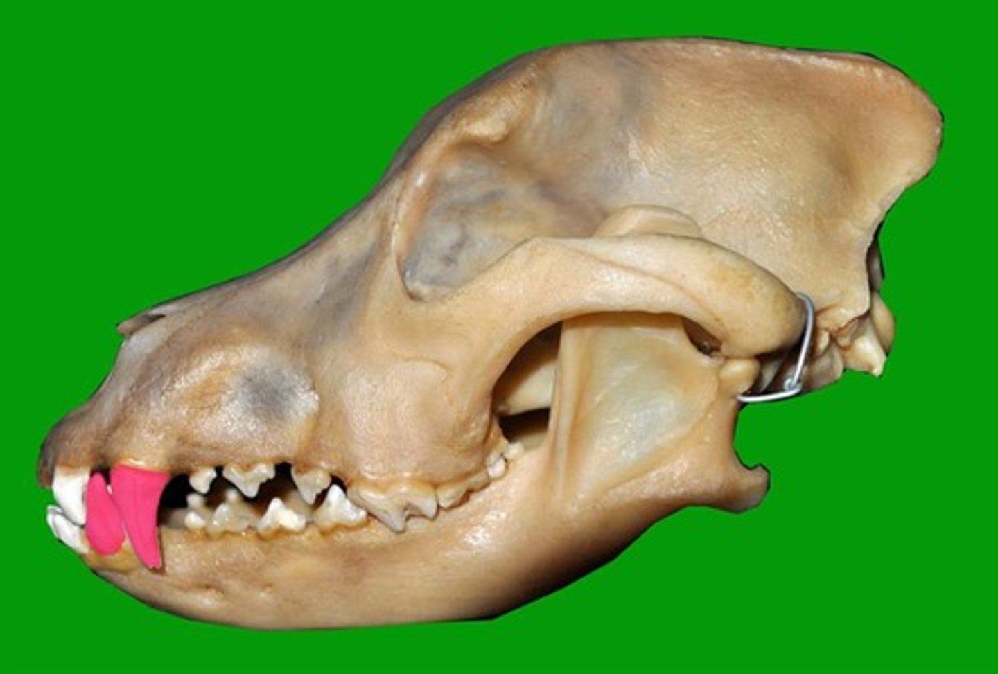 <p>Identify the type of teeth shaded.</p>