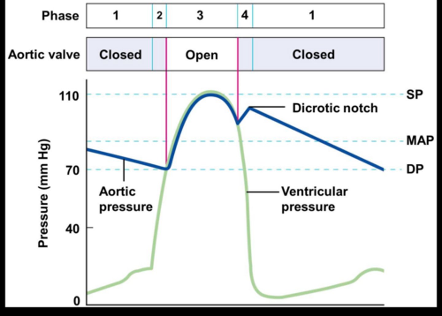 <p>The maximal aortic pressure occurring during systole (Blood enters aorta from left ventricle)</p>