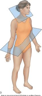 <p>The plane(s) in the following image is the ________________.</p>