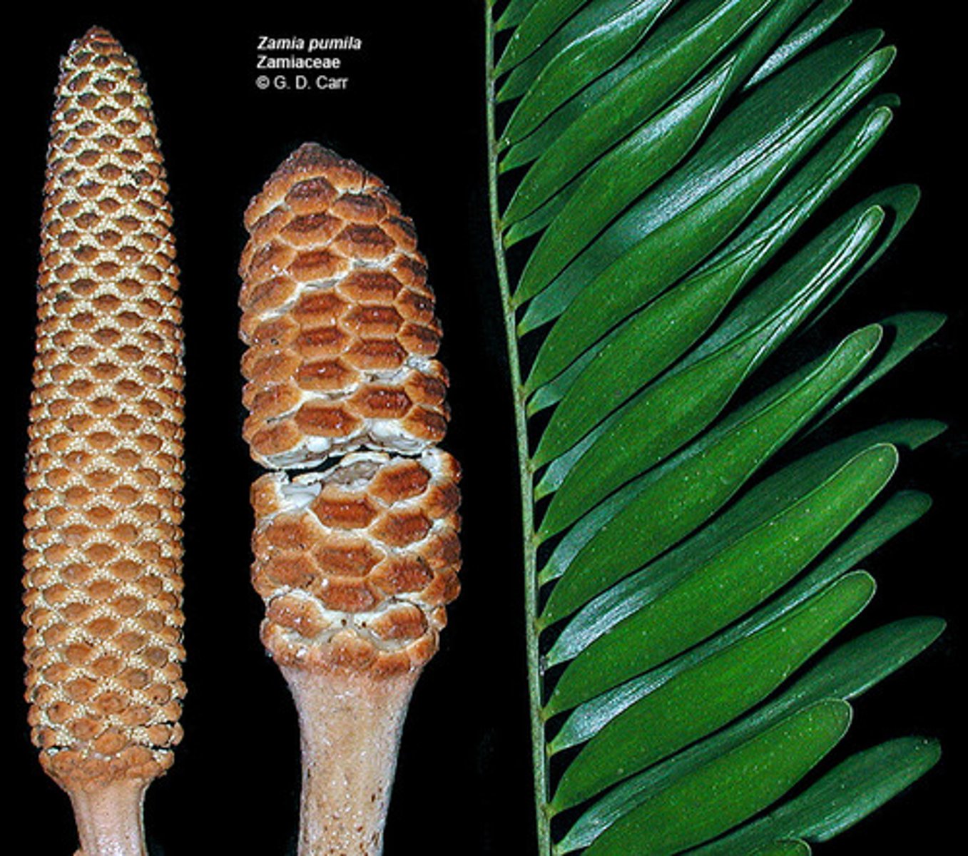 <p>cone like structures formed from groups of sporophylls</p>