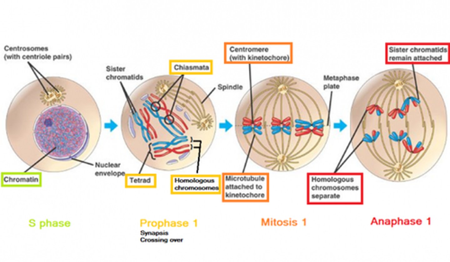 <p>(1) Prophase - Centrosomes move toward the poles of the cell.</p><p>(2) Metaphase - Centrosomes are now at the poles of the cell. The microtubules are attached to the chromosomes lined up in the center of the cell.</p><p>(3) Anaphase - The microtubules pull the chromosomes apart from each other to opposite poles of the cell.</p><p>(4) Telophase - A single Centrosome (with its centriole pair) ends up in each cell.</p>