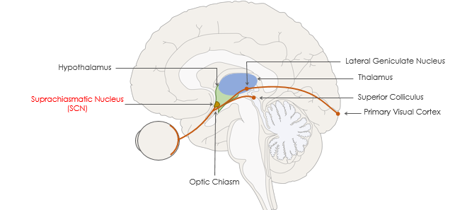 <p>There are three different pathways collecting info from the retina&nbsp;</p><ul><li><p>Retinal-collicular pathway: One path goes from the retina to the superior colliculus, going to the primary visual cortex</p></li></ul><ul><li><p>Geniculostriate pathway: Axons from ganglion cells go to the lateral geniculate nucleus, not going to the primary visual cortex; rather, they synapse with different cells around it&nbsp;</p></li><li><p><strong>Retinohypothalamic Tract: some axons coming from ganglion cells in the retina go off early just above the optic chiasm and activate in SCN involved in regulating circadian rhythms - allowing it to act as a zeitgeber</strong></p></li></ul><p></p>