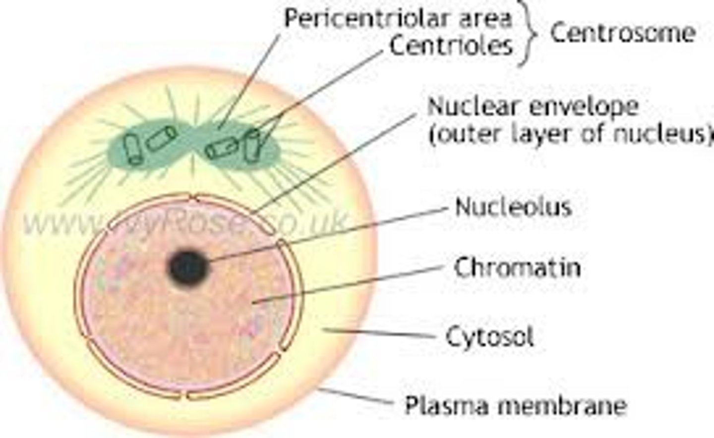 <p>A period of growth and DNA synthesis when the cell is not actually in the process of dividing.</p>