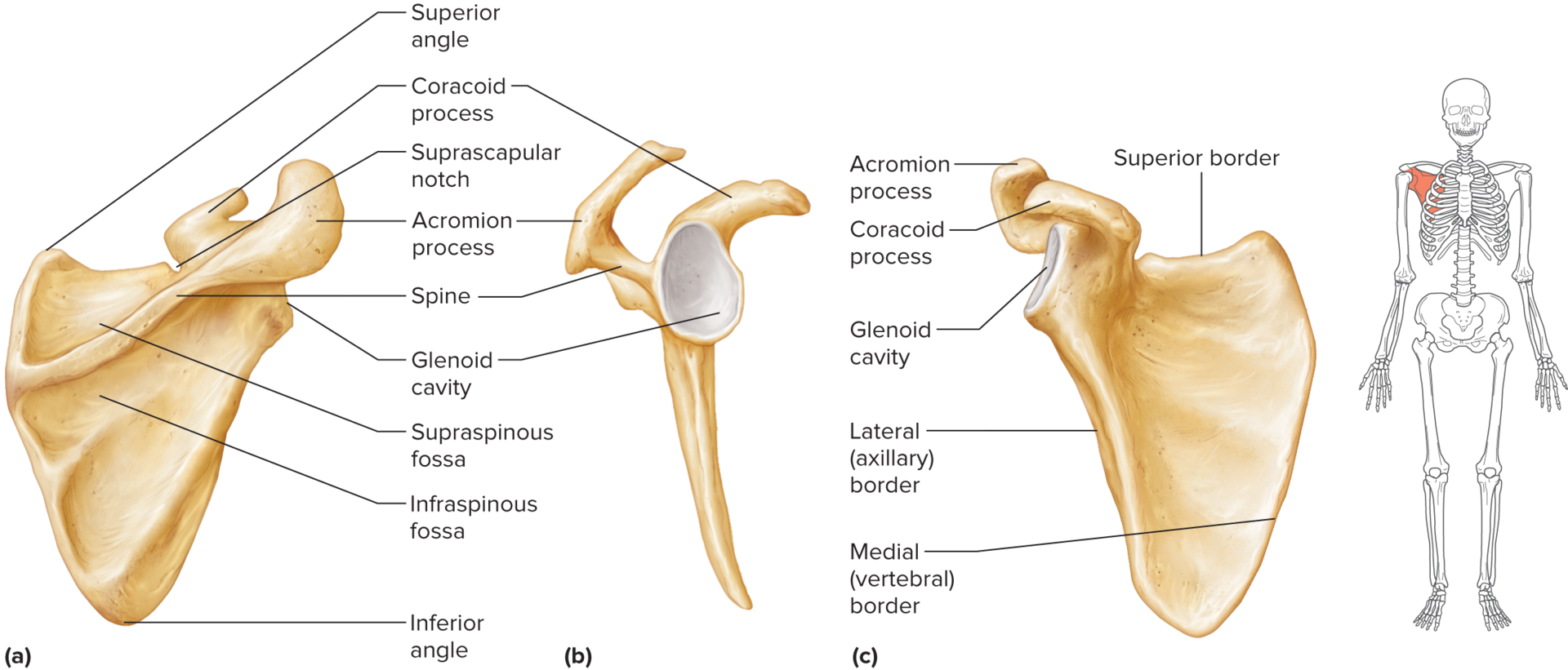 <p>the spine divides the posterior surface into unequal portions</p><p>spine leads to an acromion process that forms the tip of the shoulder</p><p>acromion process articulates with the clavicle and provides attachments for muscles of the upper limb and chest</p><p>coracoid process curves anteriorly and interiorly to the clavicle + provides attachment for upper limb and chest muscles</p><p>glenoid cavity on lateral surface that articulates with humerus head</p>