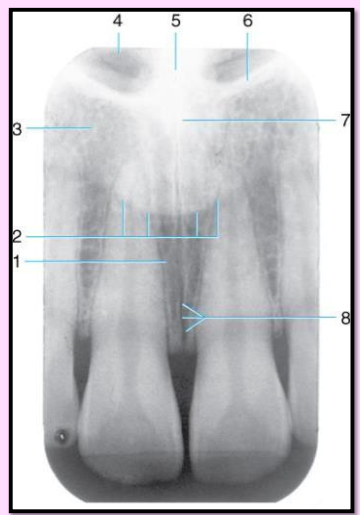 <p>Label the structures 1-8 found in the Maxillary midline area.</p>