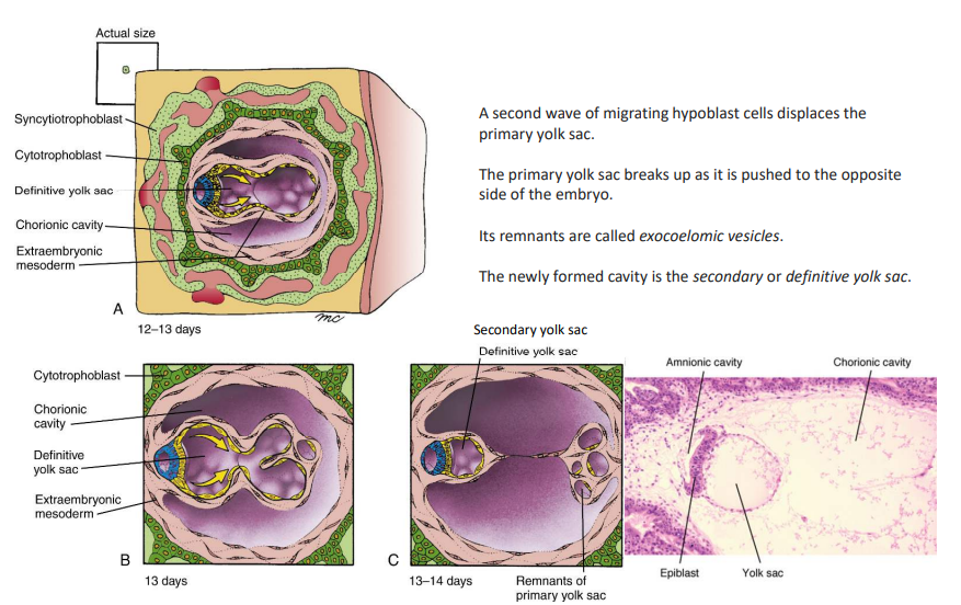 <p>At days 12-13, a second wave of migrating hypoblasts displaces the primary yolk sac, where it is broken and pushed to the opposite side of the embryo. On day 14, the new cavity is called the definitive yolk sac, and its remnants are exocoelomic vesicles.</p>