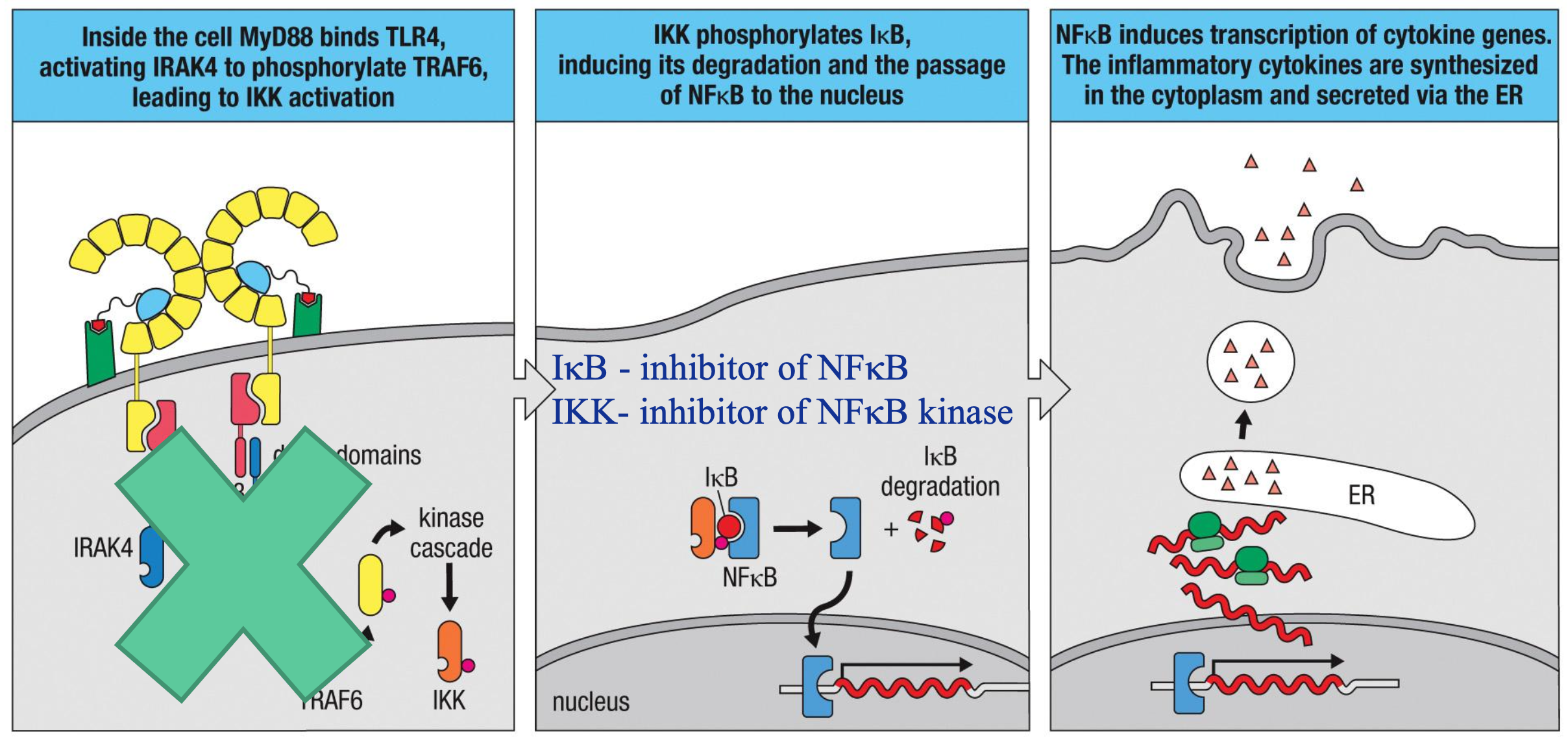 <p>NFκB is the transcription factor that turns on inflammatory genes</p><ul><li><p>TLR engagement → bacterial LPS is recognized by complex of TLR4, MD2 and CD14</p></li><li><p>IKK activation → inside the cell, MyD88 binds TLR4 to activate IRAK4 for phosphorylating TRAF6; leads to IKK activation</p></li><li><p>IκB degradation → IKK phosphorylates IκB, inducing its degradation and allowing passage of NFκB into nucleus</p><ul><li><p>IκB → inhibitor of NFκB</p></li><li><p>IKK → inhibitor of NFκB kinase</p></li></ul></li><li><p>NFκB enters nucleus → NFκB induces transcription of cytokine genes for release via ER</p></li></ul><p></p><ul><li><p>steroids upregulate IκB, reducing NFκB and reducing inflammation</p></li></ul><p></p>