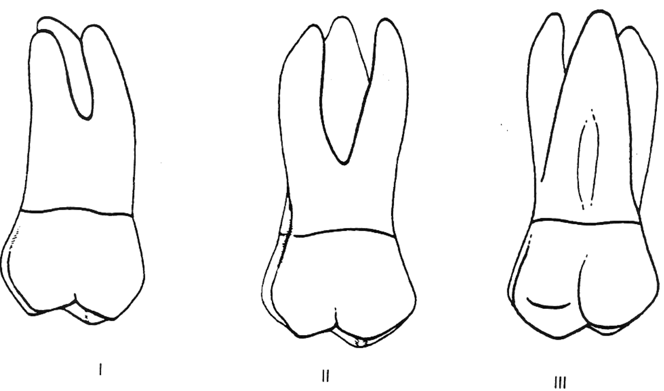 <p>Which of these is the buccal view of #2?</p>