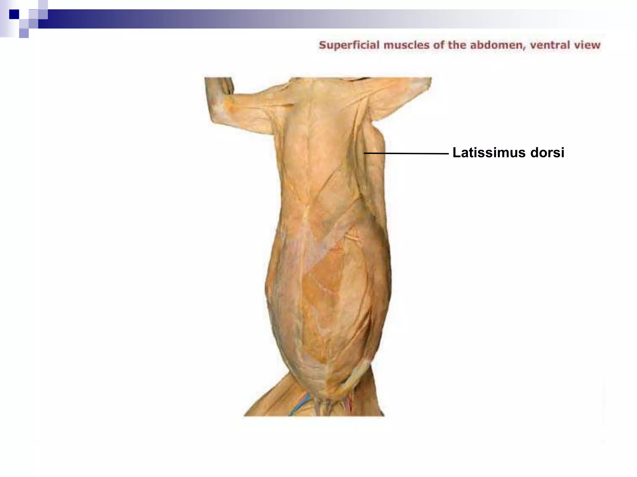 Latissimus dorsi Function
