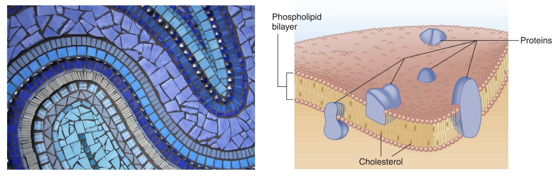 <p>to describe the plasma membrane bc made of lots of little pieces the make up the whole thing, and is flexible</p>