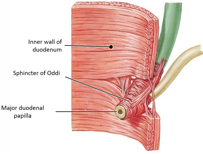 <p>The <strong>sphincter of Oddi</strong>, a circular smooth muscle, regulates the flow of<strong> bile and pancreatic enzymes</strong> into the duodenum.</p>