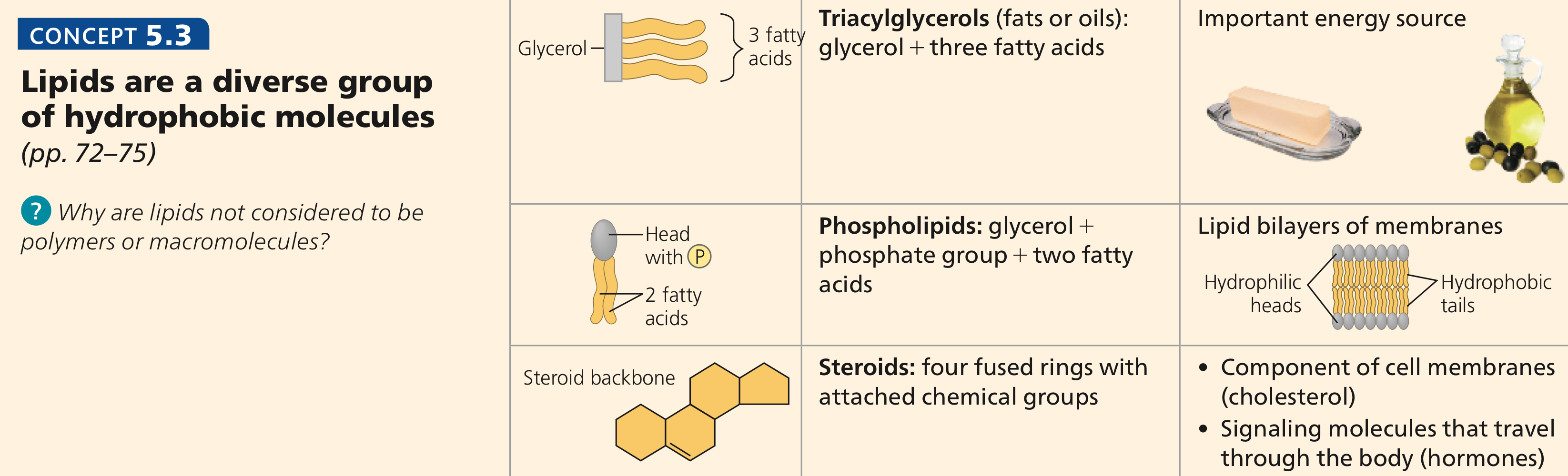 <ol><li><p><strong>Triglycerides</strong>: slow source of energy </p><ul><li><p>insulates the body &amp; protects internal organs</p></li></ul></li><li><p><strong>Phospholipids</strong>: animal cell membrane that protects the cell from the external environment</p></li><li><p><strong>Steroids</strong>: cell signaling</p><ul><li><p>Ex: Cholesterol: fluidity in the animal cell membrane &amp; precursor to hormones</p></li></ul></li></ol><p></p>