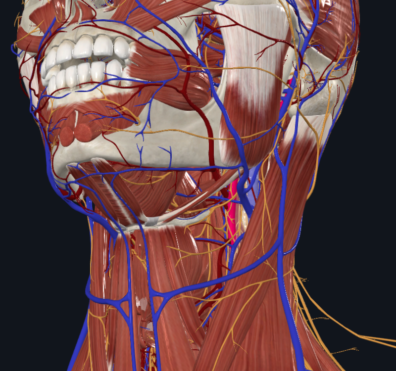 <p>What is highlighted in pink</p>