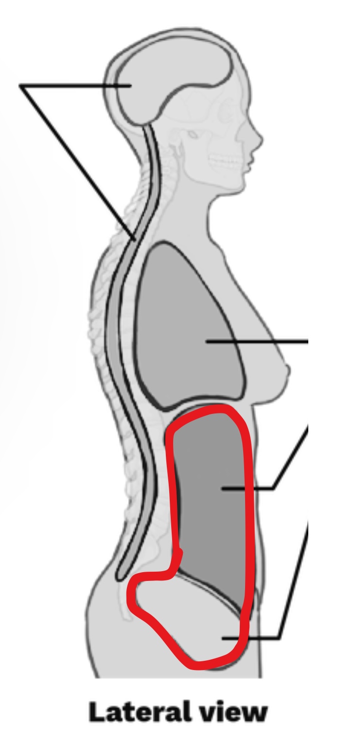 <p>What cavity is this?</p>