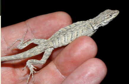 gular fold