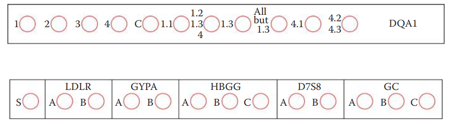 Panels of immobilized probes in the Polymarker kit. Top: HLA-DQA1. Bottom: additional five loci (LDLR, GYPA, HBGG, D7S8, and GC). C and S represent threshold control dots.