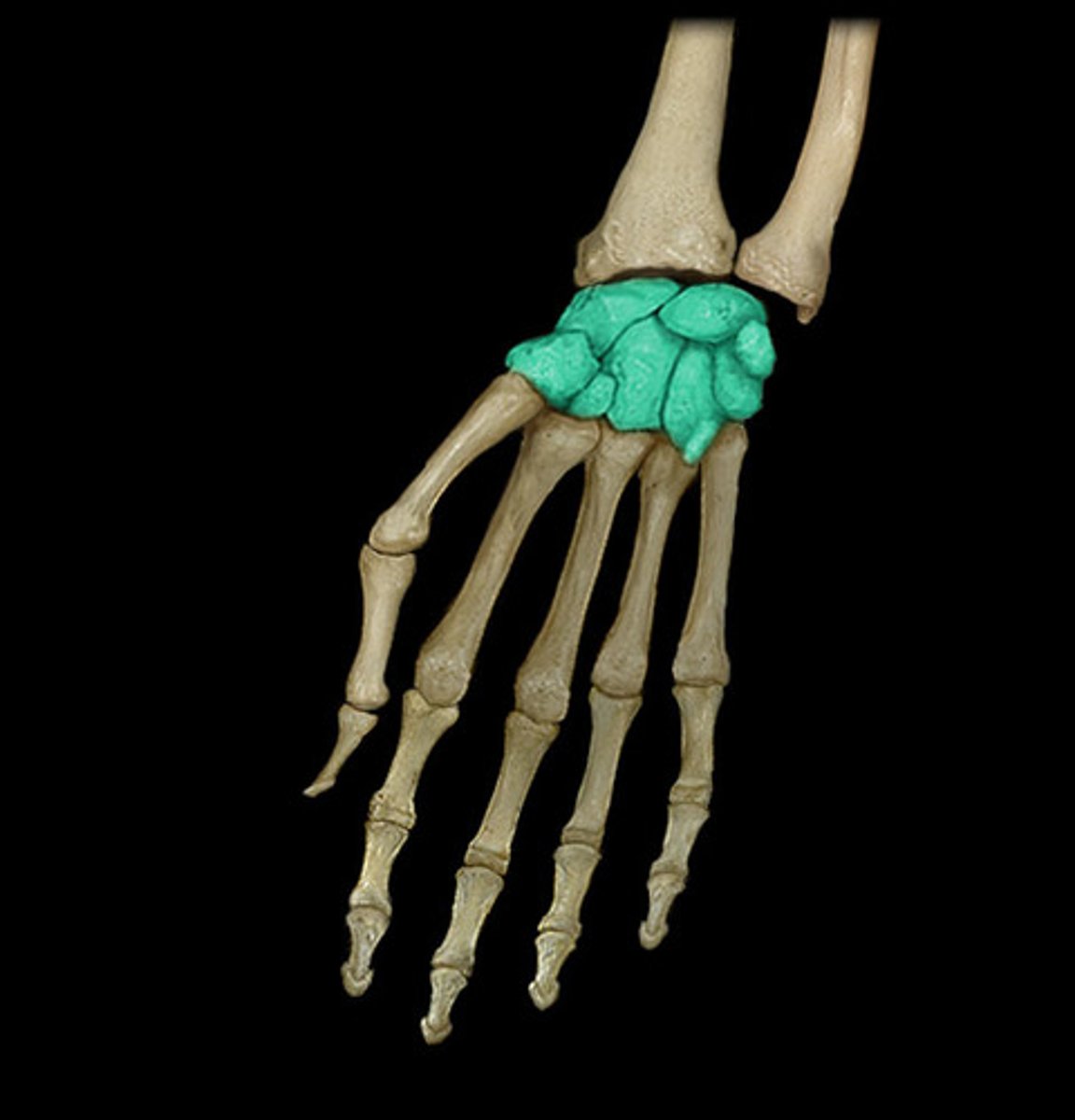 <p>Wrist</p>