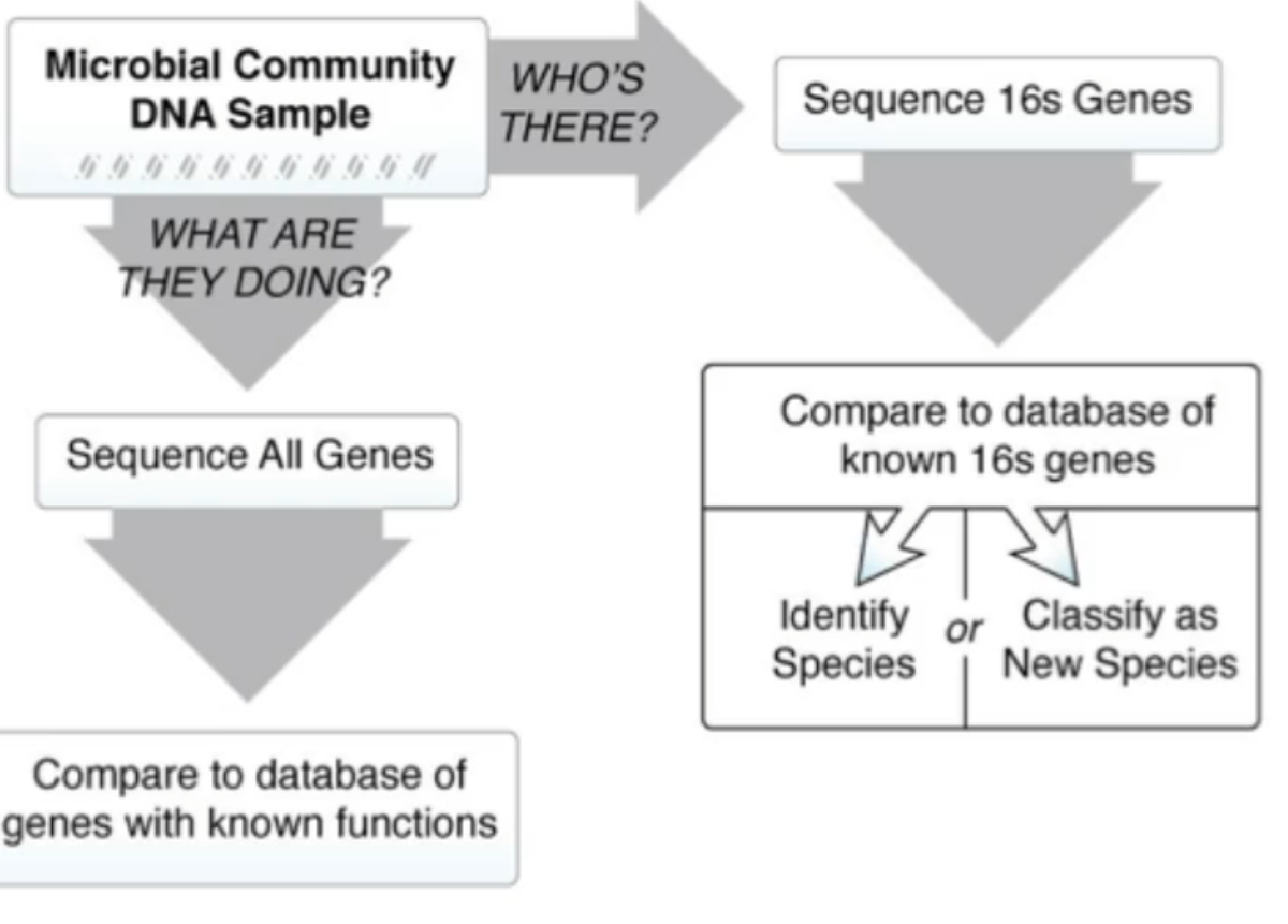 <ul><li><p>what are they doing?</p><ul><li><p>can sequence all genes </p><ul><li><p>compare to database of genes with known functions</p><ul><li><p>tells you pathogenic and metabolic capabilites </p></li></ul></li></ul></li></ul></li><li><p>whose there?</p><ul><li><p>sequence 16s genes</p><ul><li><p>compare to database of known 16s genes and this lets you either:</p><ul><li><p>identify species</p></li><li><p>classify as new species </p></li></ul></li></ul></li></ul></li></ul><p></p>