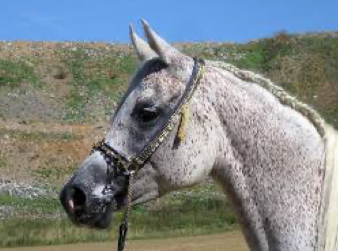 <p>Horses that are born a different color and change to gray as they age, starting dark and lightening.</p>