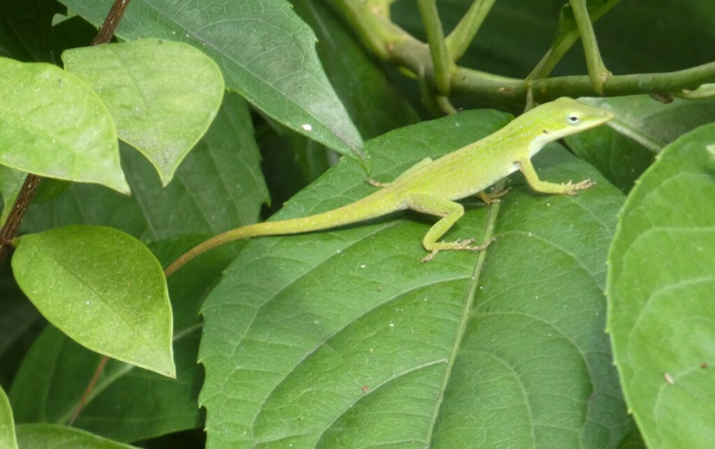 <p>Green Anole, live in SE USA, turn brown when cold, white stripe on lip, zipper-like back stripe, pink or greenish dewlap, mature males have head crest and “eyeshadow”</p>