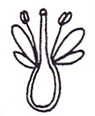 <p>Position of ovary?</p>