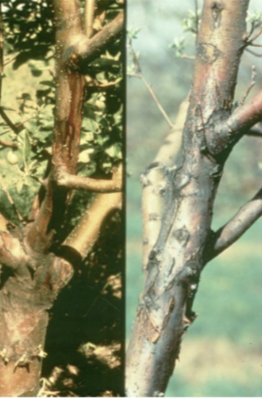 What is this injury called?