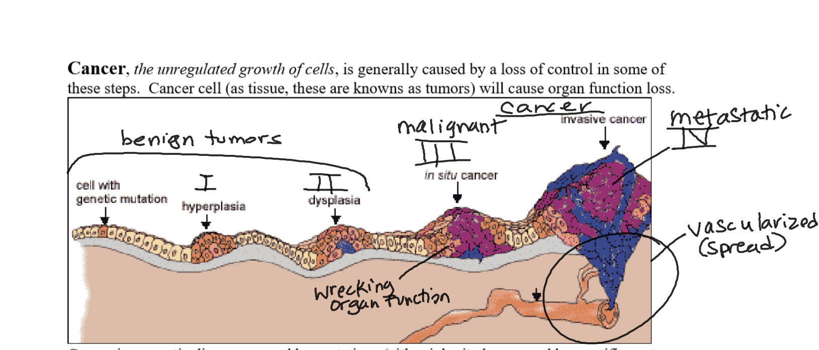 the unregulated growth of cells, as age increases, cancer rates increases. 