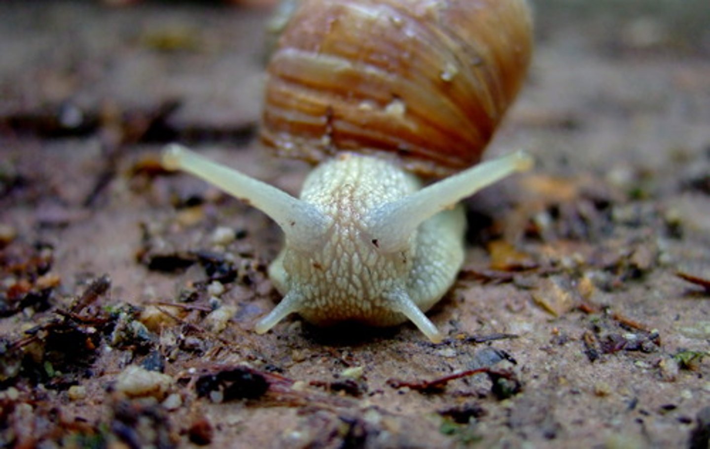<p>slow-moving, sluggish; unemotional</p>