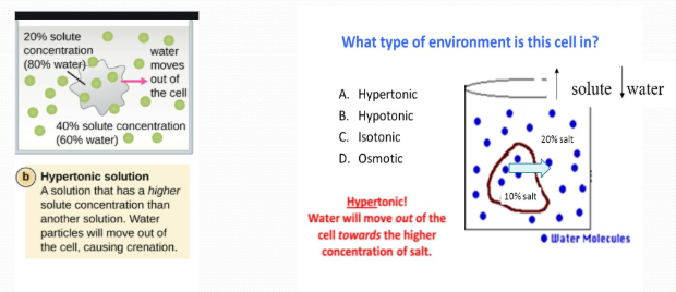 <ol><li><p>Solute concentration is greater than that inside the cell; cell loses water</p></li><li><p><span style="background-color: transparent; font-size: 1.6rem;"><span>Hyper= high...the solute is high in a solution</span></span></p></li><li><p><span style="background-color: transparent; font-size: 1.6rem;"><span>when the solute is high the water is low, t</span></span>he cell will shrivel or crenate</p></li></ol><p></p>