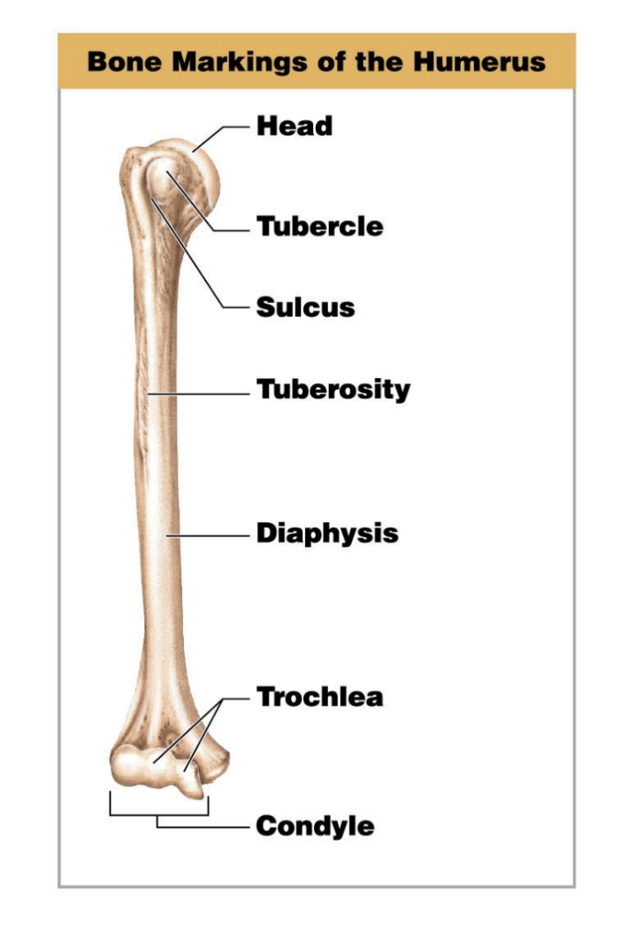 <p>Bone Processes </p>