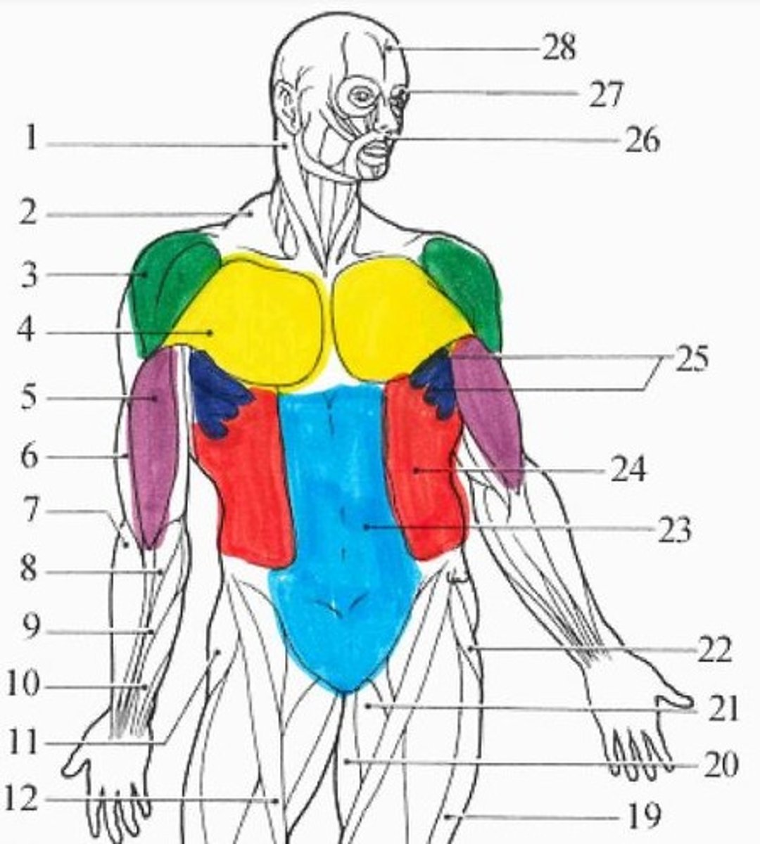 <p>turquoise muscle</p>