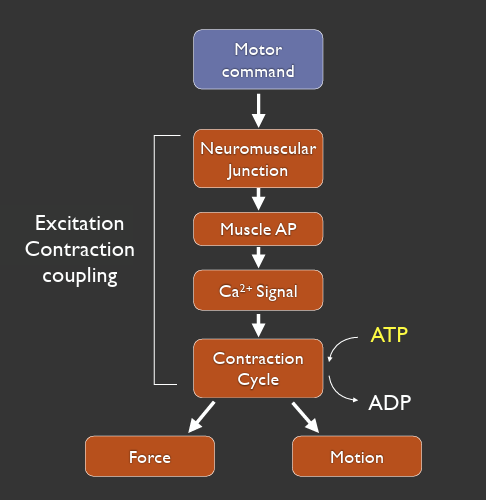 <p>motor command → neuromuscular junction → muscle AP → Ca2+ signal → contraction cycle (ATP → ADP) → force and motion </p><ul><li><p>excitation contraction coupling: NMJ → contraction cycle</p></li></ul><p></p>