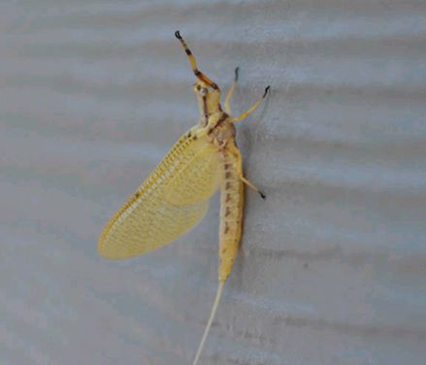 <p>Identify the insect shown:</p>