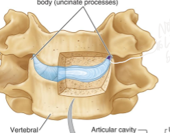 <p>False (because of the Uncinate process which causes upward growth from the superior aspect of each lateral vertebral towards the vertebral body above)</p>