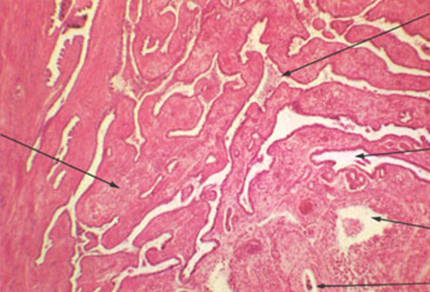 <p>Identify this structure</p>