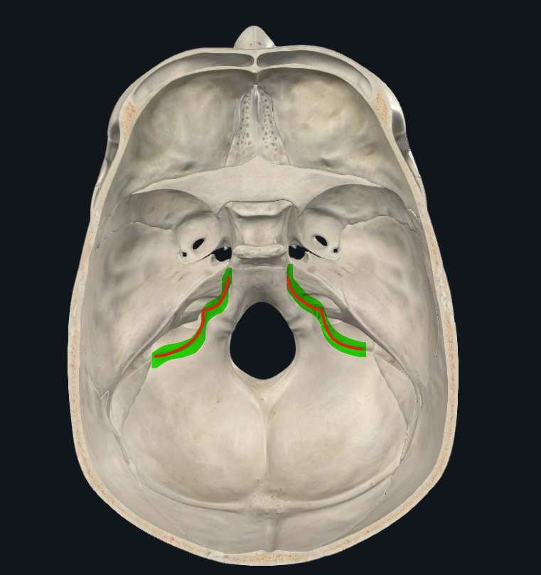 <p>Borde lateral de las masas laterales del occipital</p>