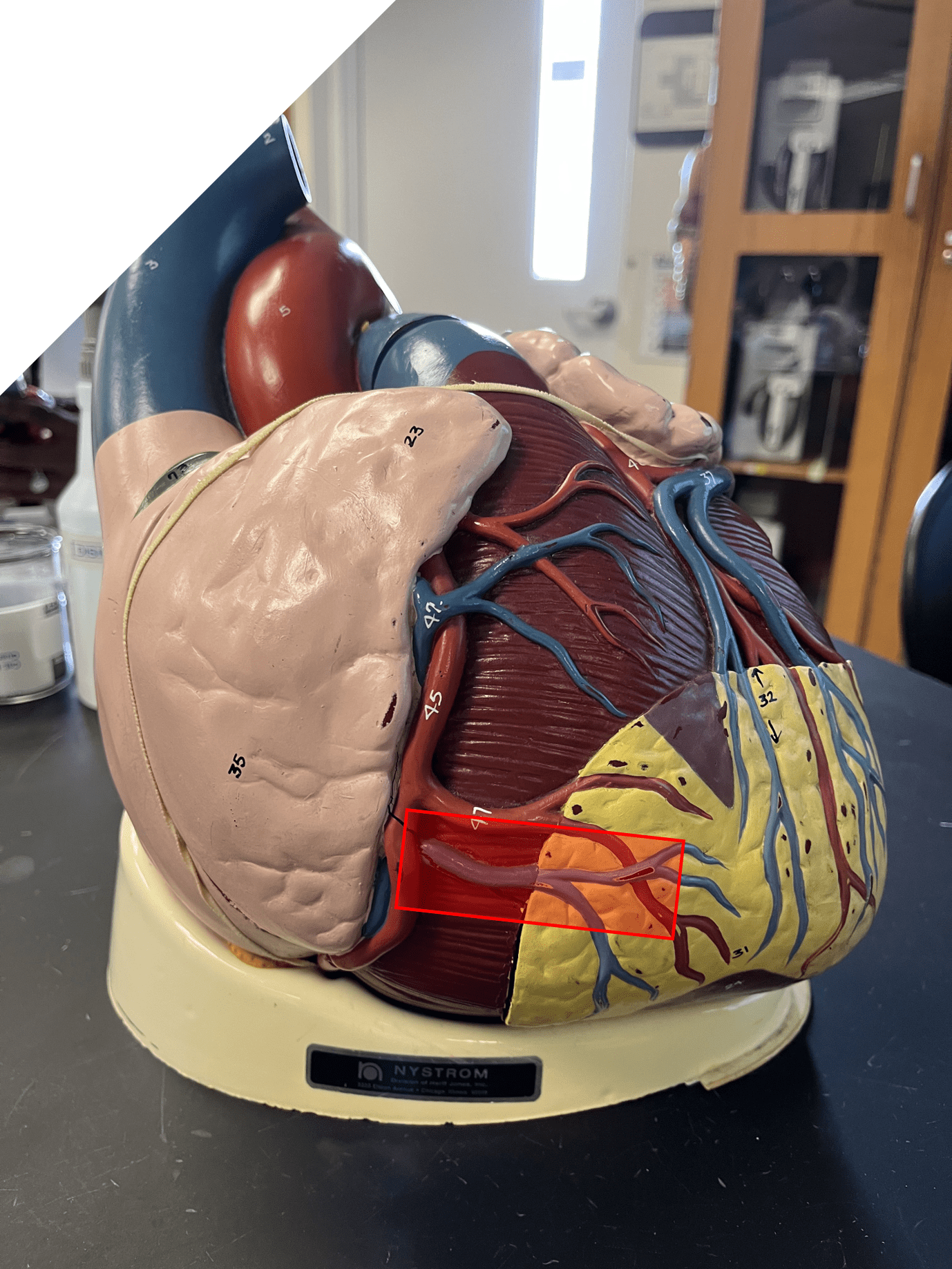 • Part of the coronary circulation.

• Drains the myocardium on the lateral right side of the heart underneath the right auricle.

• Leads to the coronary sinus.